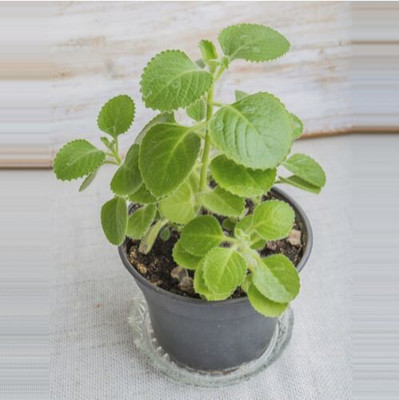 Narumanam Ajwain Plant(Hybrid, Pack of 1)