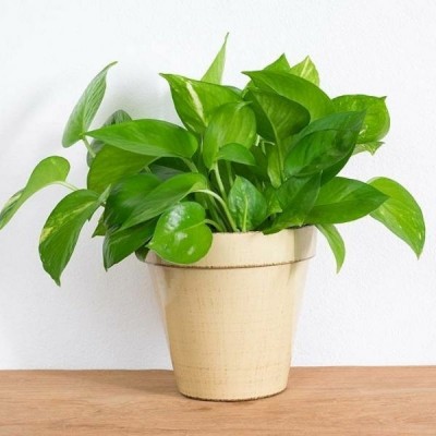 OrganicEarth Money Plant(Hybrid, Pack of 1)