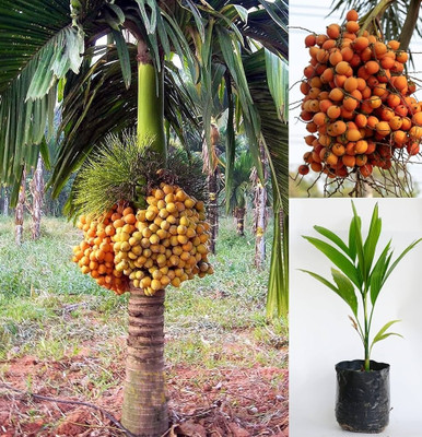 MSS Betel Nut/Supari Plant, Betelnut Palm Plant(Hybrid, Pack of 13)