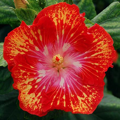 The Green Tree MART Hibiscus Plant(Hybrid, Pack of 1)