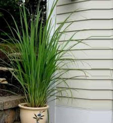 ibains Lemon Grass Plant(Hybrid, Pack of 1)