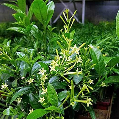 NB Trading Arabian Jasmine Plant(Hybrid, Pack of 1)
