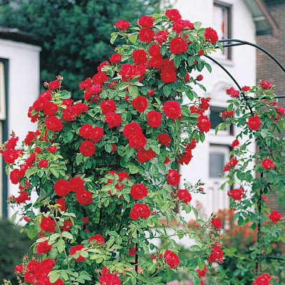 GoLab Rose Plant(Hybrid, Pack of 1)