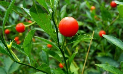 Khushi Prova ashwagandha seeds canada Seed(41 per packet)
