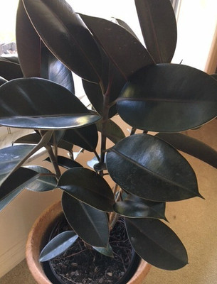 Loveri Rubber Tree(Hybrid, Pack of 1)