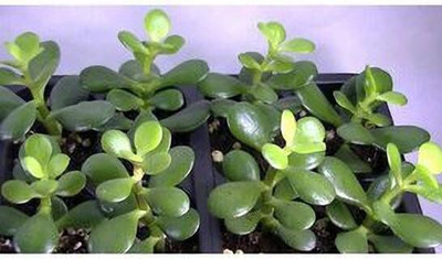 PB honey priya plant Jade Plant(Hybrid, Pack of 1)