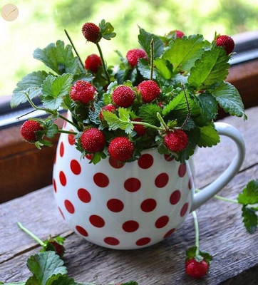 greenhousestore Strawberry Plant(Hybrid, Pack of 1)