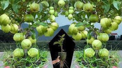 thai hybrid guava Guava Plant(Hybrid, Pack of 1)