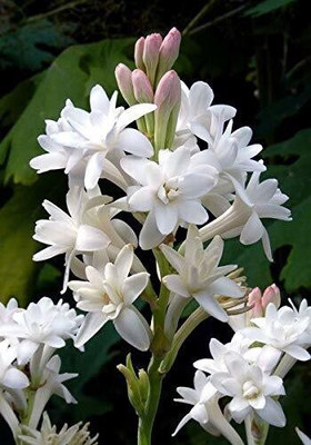 Cloud Farm RAJANIGANDHA Seed(100 per packet)