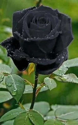 S P ENTERPRISES Rose Plant(Hybrid, Pack of 1)