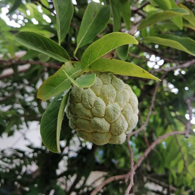 Cloud Farm Custard Apple Plant(Hybrid, Pack of 1)