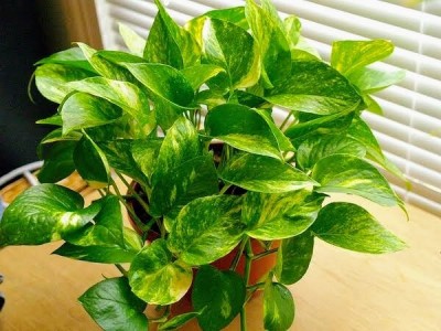 OrganicEarth Golden Money Plant(Hybrid, Pack of 1)