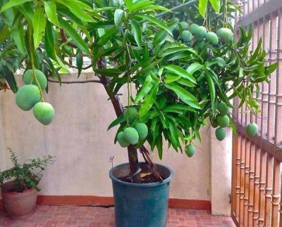 the green dotcom Mango Plant(Hybrid, Pack of 1)