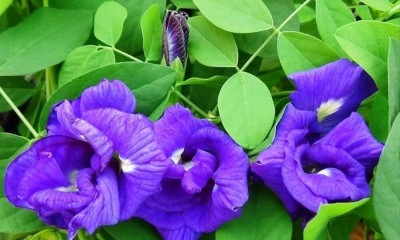 Cloud Farm Aparajita/ Butterfly Pea Plant(Hybrid, Pack of 1)