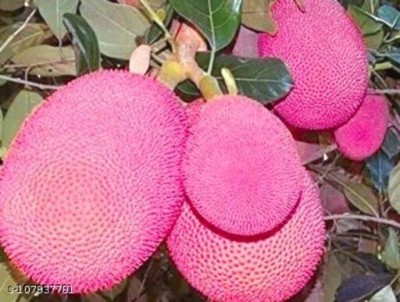 Cloud Farm Jackfruit Plant(Hybrid, Pack of 1)