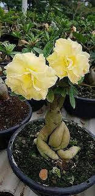 Aquinnah Adenium Plant(Hybrid, Pack of 1)