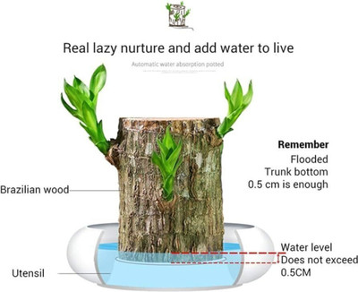 Cloud Farm Mini Brazalian wood(Hybrid, Pack of 1)