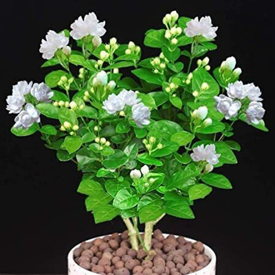 PLANTTOOZS Night Bloom Jasmine Plant(Hybrid, Pack of 1)