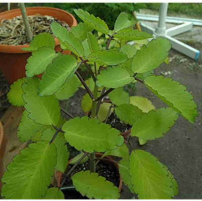 The Green Tree MART Bryophyllum Pinnatum/Patharchatta Plant  sapling(Hybrid, Pack of 1)
