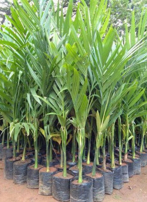 Agacha Betel Nut/Supari Plant(Hybrid, Pack of 1)