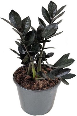 GREEN ISLAND Zamia Zz(Hybrid, Pack of 1)