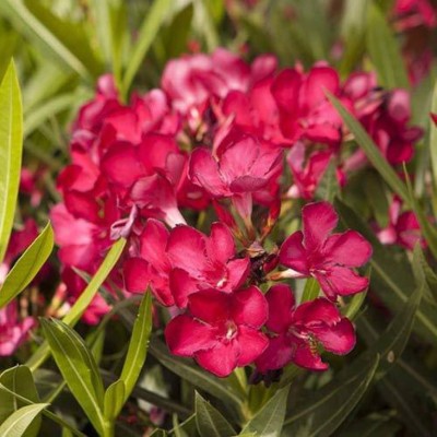 Cloud Farm Oleander Plant(Hybrid, Pack of 1)