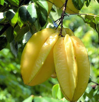 THE BHOWMICK Star Fruit Carambola Grafted Plant(Hybrid, Pack of 1)