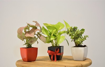 PlantPal Syngonium Plant, Jade Plant, Money Plant(Hybrid, Pack of 3)