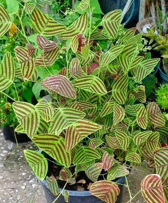 MATARANURSERY Aparajita/ Butterfly Pea Plant(Hybrid, Pack of 1)