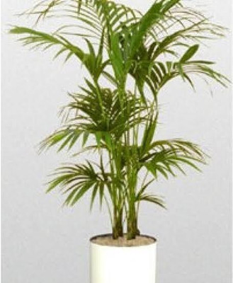 the green dotcom Areca Palm(Hybrid, Pack of 1)