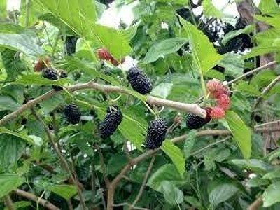 Cloud Farm Berry Plant(Hybrid, Pack of 1)