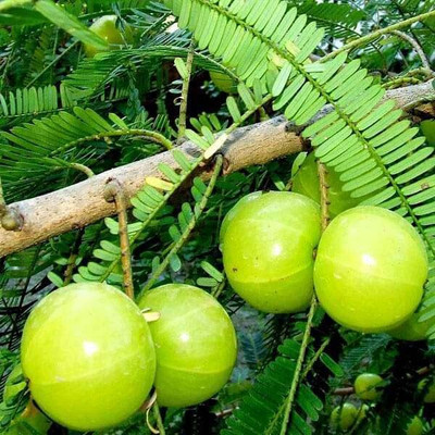 LeafLinks Amla Plant(Hybrid, Pack of 1)