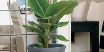 Plants Heaven Banana Plant(Hybrid, Pack of 1)