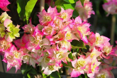 samarthgreen Bougainvillea Plant(Hybrid, Pack of 1)