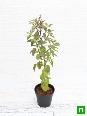 Cloud Farm Tulsi Plant(Hybrid, Pack of 1)