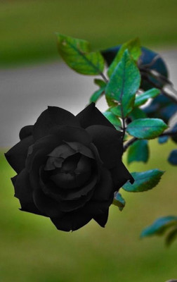 Ukanda Rose Plant(Hybrid, Pack of 1)