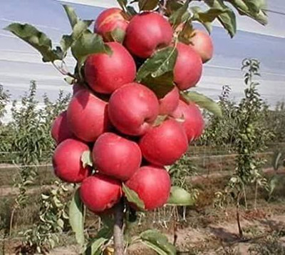 APOSOLUARD Apple Plant(Hybrid, Pack of 1)