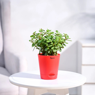 UGAOO Jade Plant(Hybrid, Pack of 1)