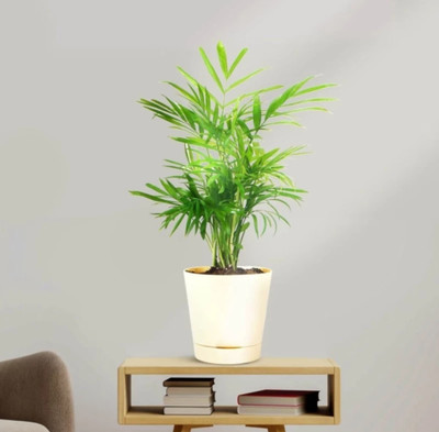 Cloud Farm Areca Palm(Hybrid, Pack of 1)