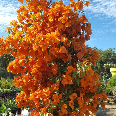 chandrangshu Baugainvillea Plant(Hybrid, Pack of 1)