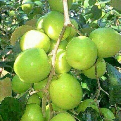 PUSHPARGHYA Ber Apple Plant(Hybrid, Pack of 1)