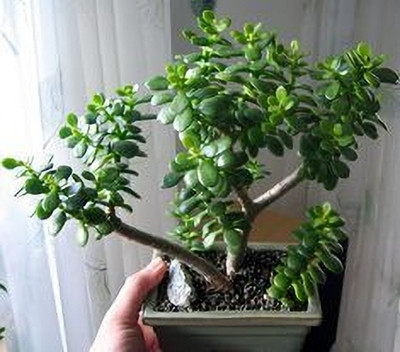 MAITRA AND SONS Jade Plant(Hybrid, Pack of 1)
