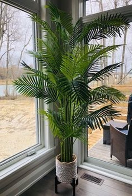 MAITRA AND SONS Areca Palm(Hybrid, Pack of 1)