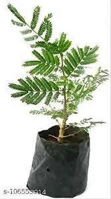 SKDIYA Shami/Jand Plant(Hybrid, Pack of 1)
