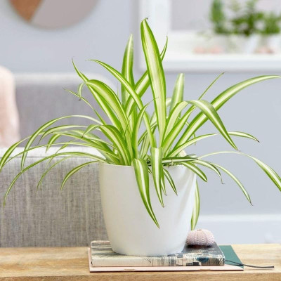 FIRESPLASH Spider Plant(Hybrid, Pack of 1)