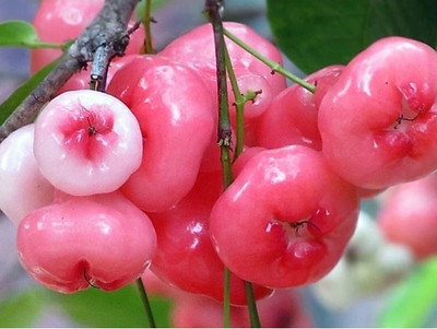 MAITRA AND SONS Jamun Plant(Hybrid, Pack of 1)