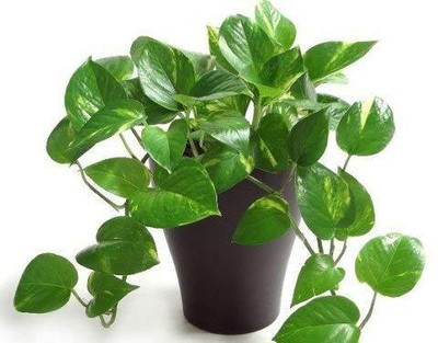 Jyotis Paudhe Golden Money Plant(Hybrid, Pack of 1)