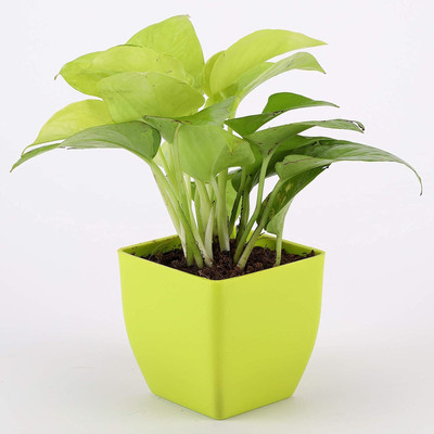 Cloud Farm Money Plant(Hybrid, Pack of 1)