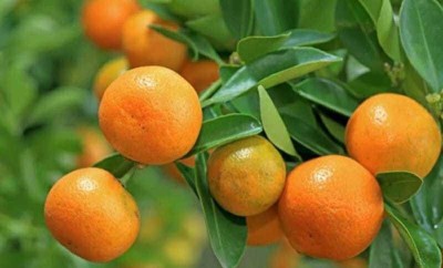 Marinetree Orange Plant(Hybrid, Pack of 1)