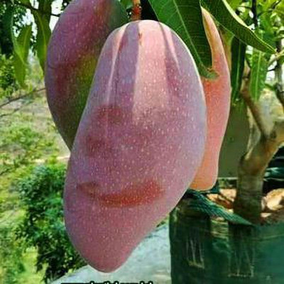 ALG Mango Plant(Hybrid, Pack of 1)